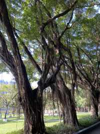 想不到深圳中山公園是這麼吸引的！！