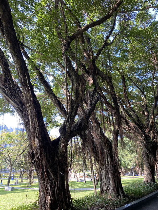 想不到深圳中山公園是這麼吸引的！！