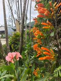 Cameron Highland, Pahang