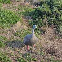Phillip Island Nature Parks – VIC