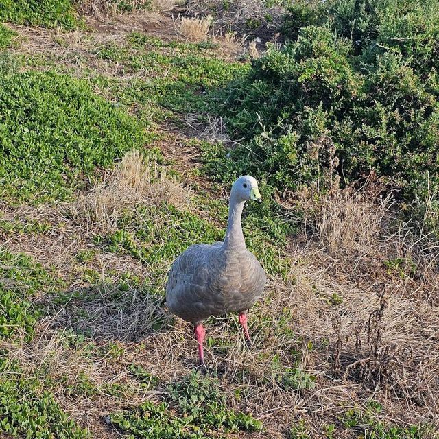 Phillip Island Nature Parks – VIC