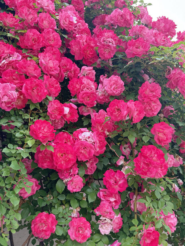 🌹충남 아산 카페플라워돔 장미 포토존🌹