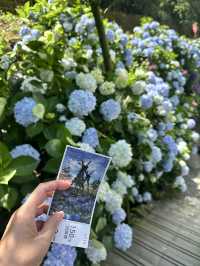 繡球花開時
