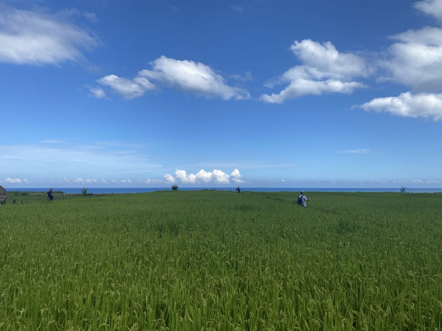 巴特虹岸  🌾 豐濱 新社梯田 🌾
