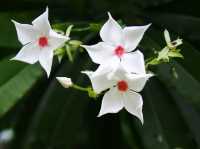 花と植物の楽園、スリナーク・クアンカン植物園で自然の美しさを満喫しよう！🌸🌿
