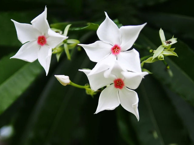 花と植物の楽園、スリナーク・クアンカン植物園で自然の美しさを満喫しよう！🌸🌿