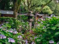 ไฮเดรนเยียบานแล้ว…ใจกลางเมืองฟุกุโอกะ🌿🌸