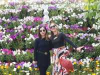 🌼 Huayu Ranch (花语牧场), Dali – A Flower Wonderland 