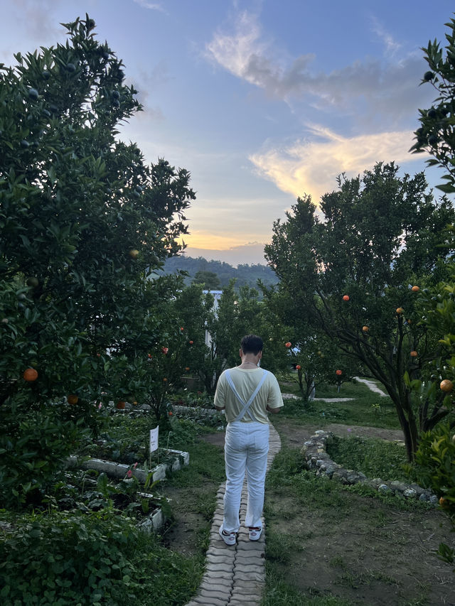 สวนส้มจินจู เชียงใหม่🍊