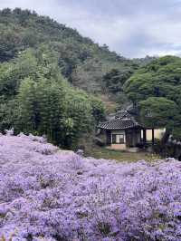 문경 봉천사 개미취 여행코스 추천💜