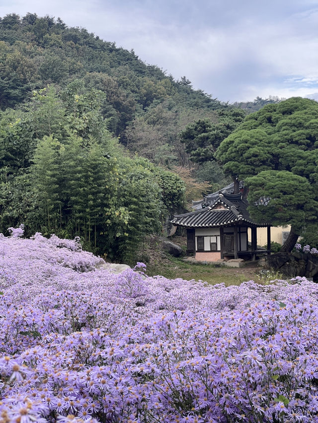 문경 봉천사 개미취 여행코스 추천💜