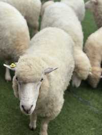ฟาร์มแกะทุ่งสง (Thung Song Sheep Farm)