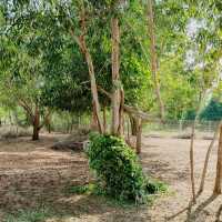 🦒 Safari Café – A Wild Little Escape in Novaworld, Phan Thiet