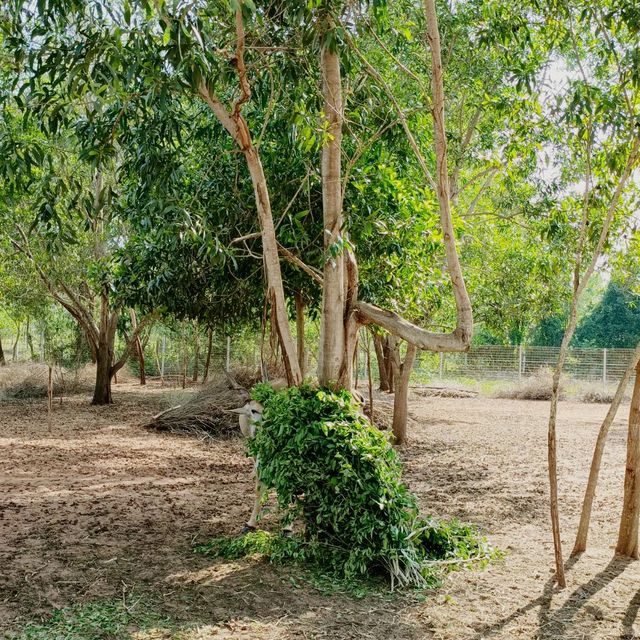 🦒 Safari Café – A Wild Little Escape in Novaworld, Phan Thiet