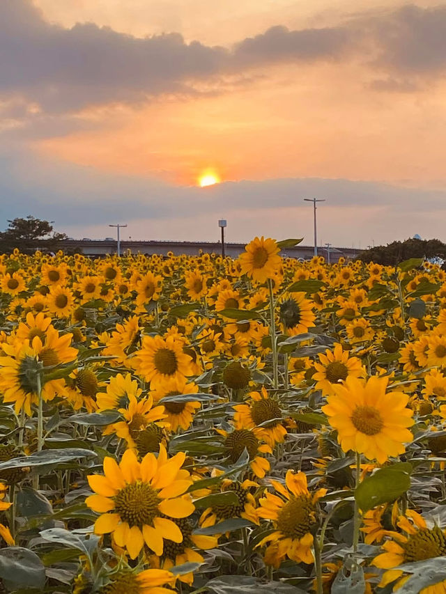台北大佳河濱公園賞向日葵