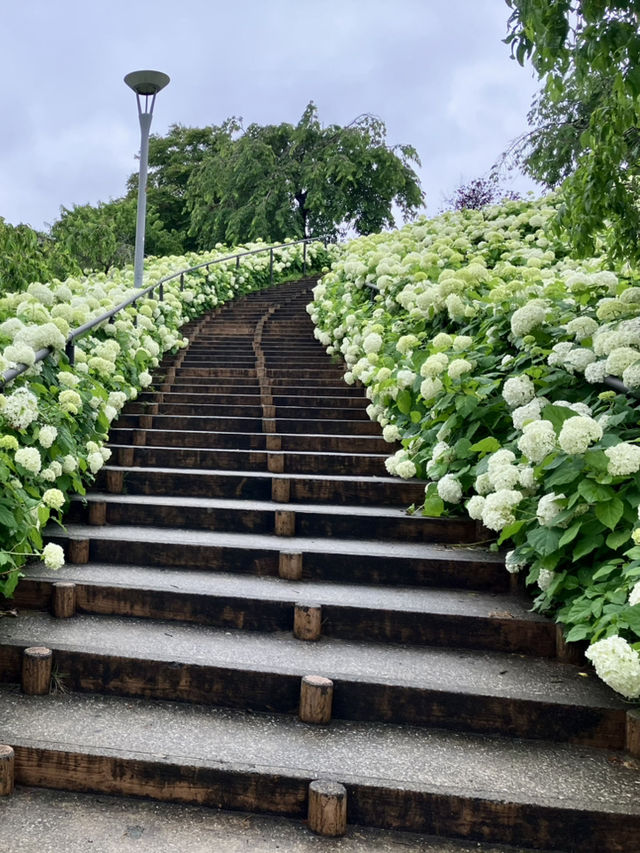 繡球花@東京台場