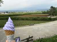 6月初的富田農場