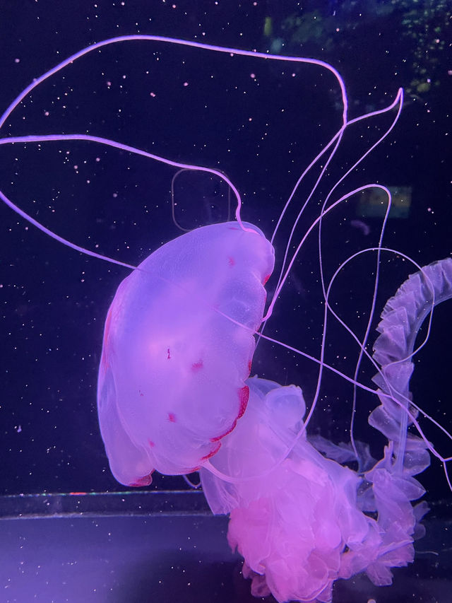 香港隱世打卡 荃灣隱藏寶藏！浩海立方探游館，水母控必去