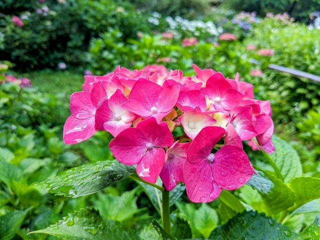 京都 | 京都府立植物園，盛夏的繡球花海