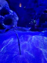 Coastal Currents & Wrecked Wonders at Aquaria KLCC