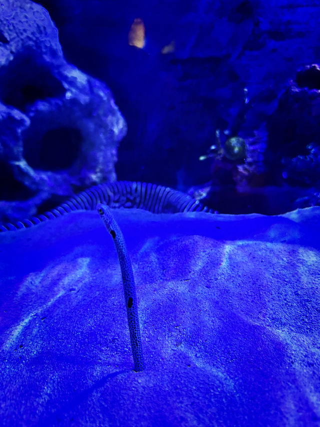 Coastal Currents & Wrecked Wonders at Aquaria KLCC