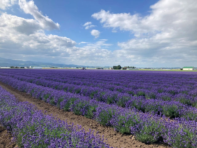 送上最新 #富田農場🇯🇵 薰衣草花況 🪻