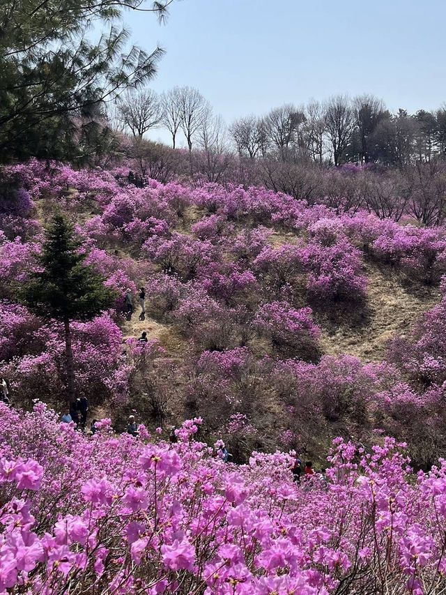Jindallae Dongsan