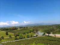 Tea with a View? Say Less! Choui Fong is Pure Bliss