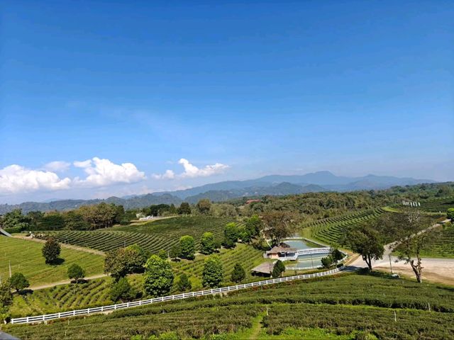 Tea with a View? Say Less! Choui Fong is Pure Bliss