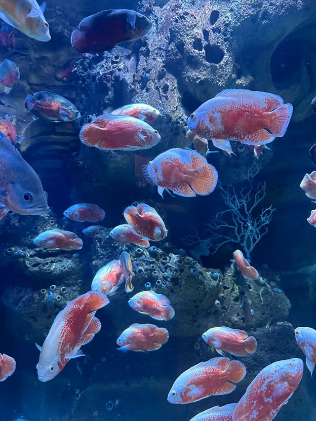 Royal Ocean World 🦈