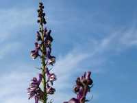Nalati Sea of Flowers, A Summer Poem Under the Paraglider