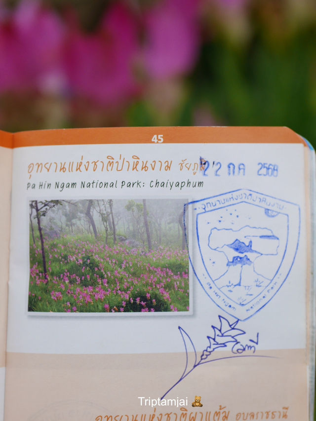 ทุ่งดอกกระเจียวในสายหมอก 🌷☁️ 2568