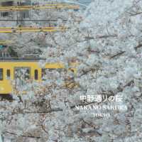 Nakano Sakura Japan