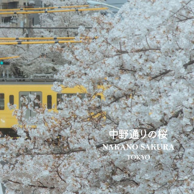 Nakano Sakura Japan