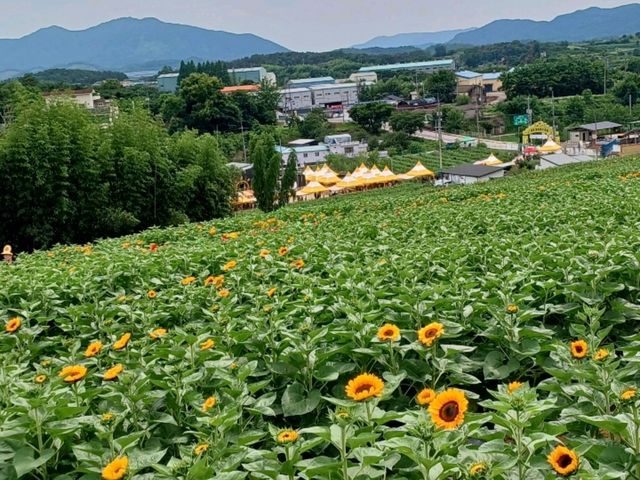 노란 여름, 해바라기 바다 속을 걷다