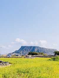 A Golden Tapestry Under Jeju's Sky
