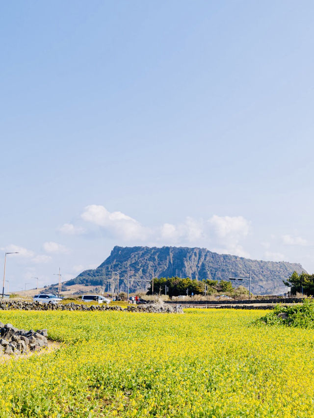 A Golden Tapestry Under Jeju's Sky