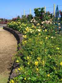 【エコパーク水俣バラ園】色とりどりのバラに包まれる、癒しの花園🌹🌞