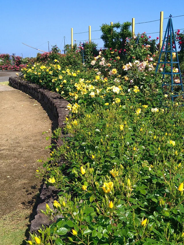 【エコパーク水俣バラ園】色とりどりのバラに包まれる、癒しの花園🌹🌞