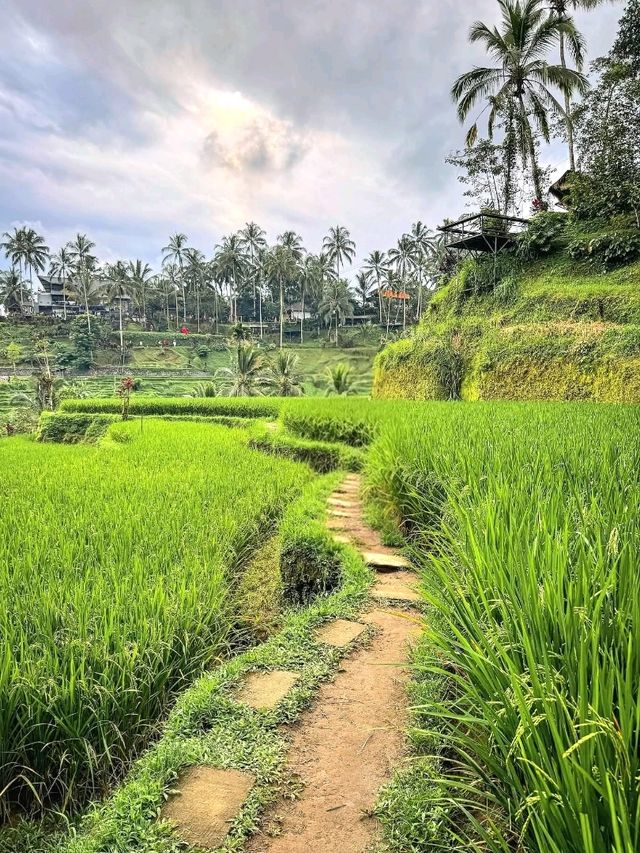 Tegallalang Rice Terraces: Nature’s Beautiful Staircase