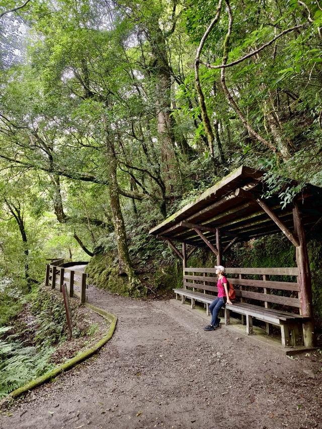 台灣桃園｜拉拉山森林遊樂區～神木步道・心靈散步日記