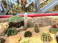It's a cactus wonderland at Shanghai Botanical Gardens