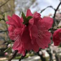 🌸都心の隠れ花見スポット：モモと桜が重なる早稲田鶴巻町🌸