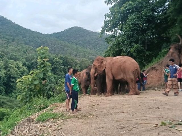 Kerchor elephant eco park