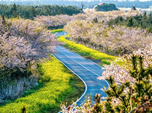 🌼 녹산로 유채꽃길 – 봄을 물들이는 노란 물결 🌼 녹산로 유채꽃길 – 봄을 물들이는 노란 물결