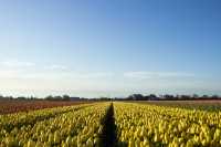 Lisse (Tulip Fields)