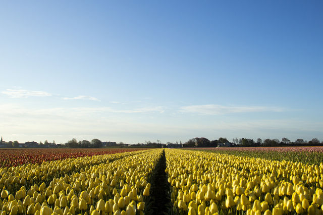 Lisse (Tulip Fields) Lisse (Tulip Fields)
