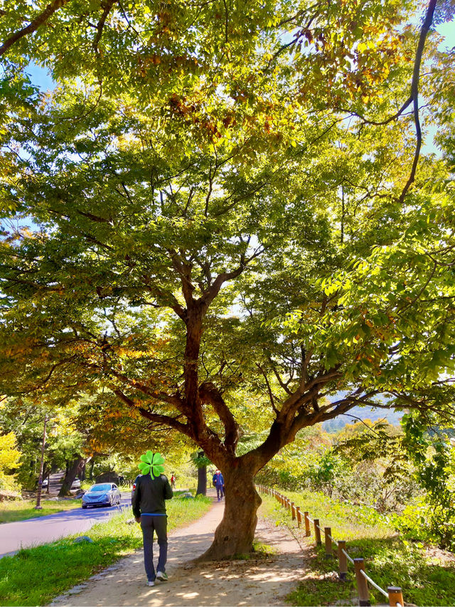 고즈넉한 산사 여행, 청도 운문사🌿✨