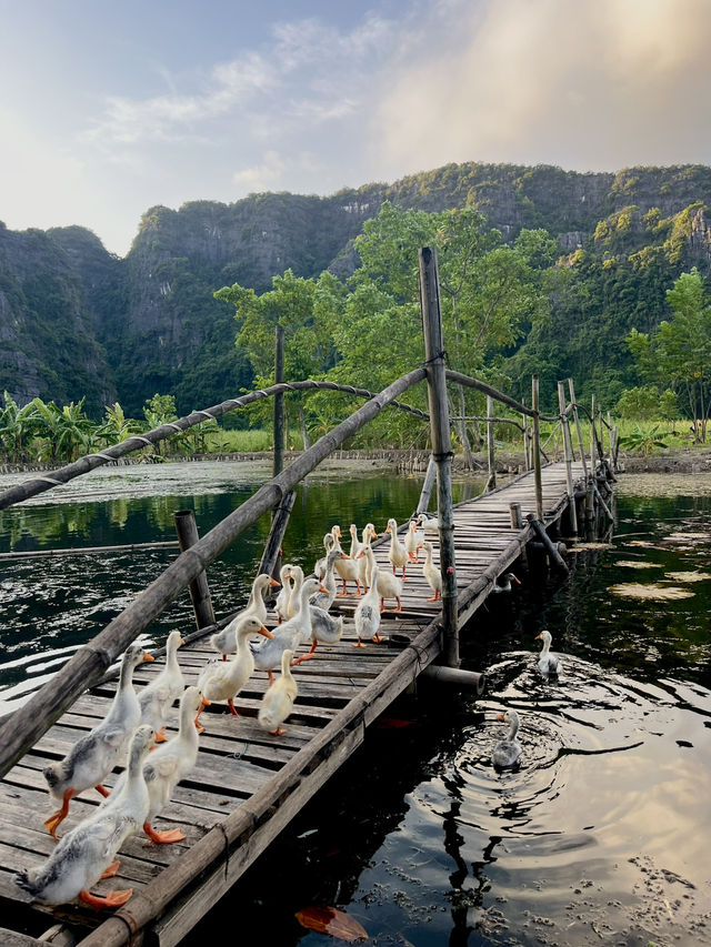 Duck Paradise in Ninh Binh 🦆✨
