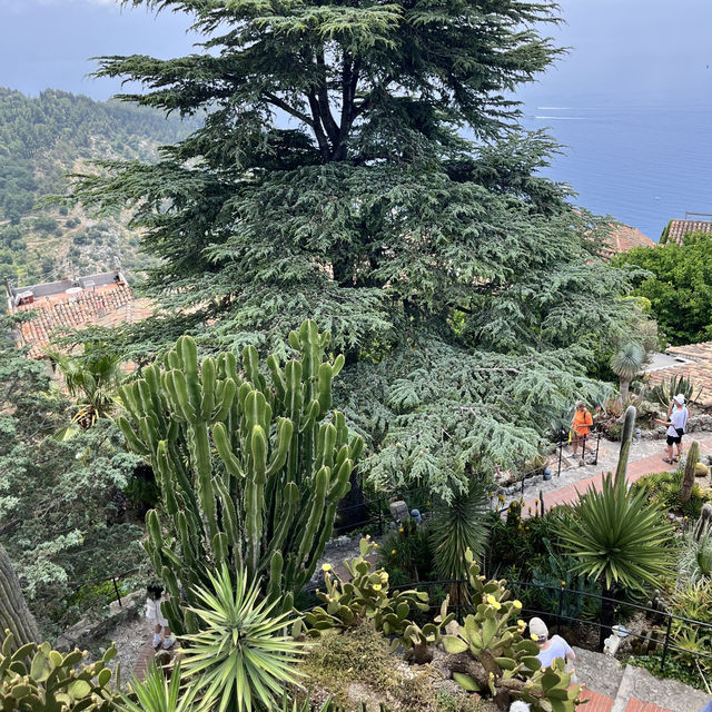 🇫🇷法國埃茲-Jardin Exotique d’Eze 🌵